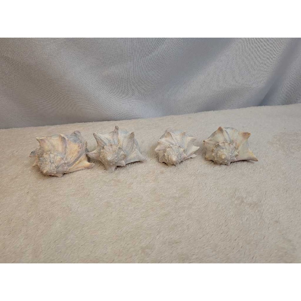 Lot Of 4 Conch Sea Shells Natural Beach Decor Coastal Nautical
